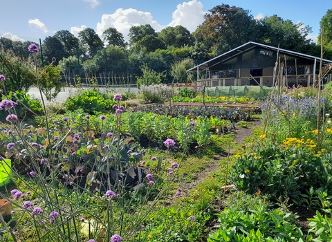 Redcatch Community Garden allotment