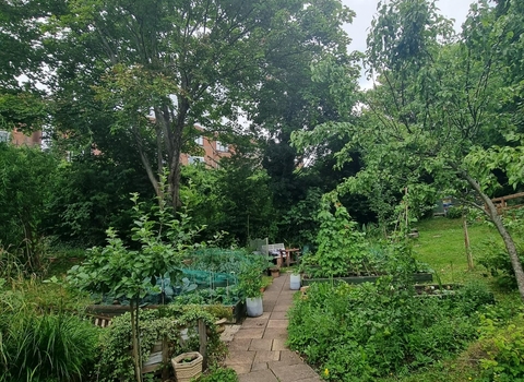 Strawberry_Lane_Community_Allotment_George_Cook_3 square