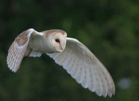 barnowl