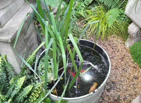 Grenville_Johnson_BS5_St_George_in_Bloom_Back_Garden_18_Mini_Pond_2500px