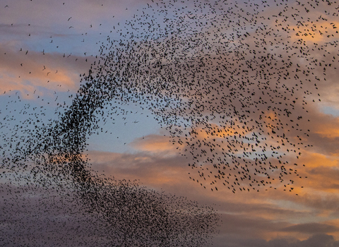 murmuration