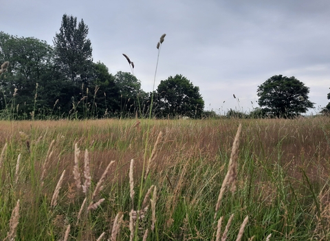 Wildflower Meadow Whiteshill Common Project 6