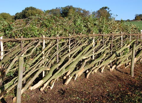 Introduction to Traditional Hedgelaying