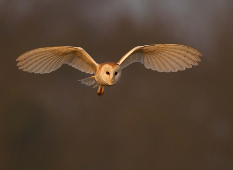 Barn owl 