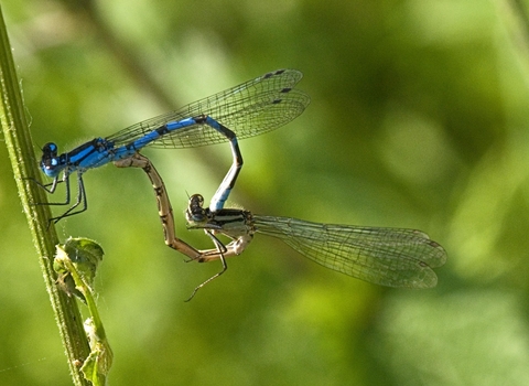 Common_Blue_Damselflys_mating