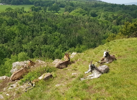 Goats relaxing at Goblin Combe