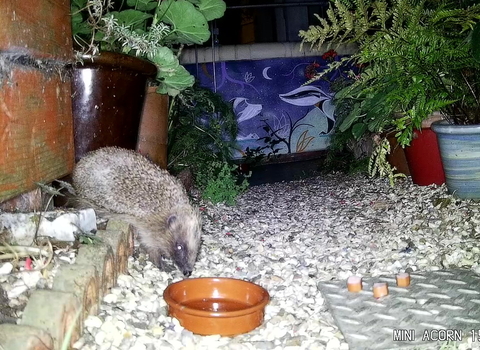 Hedgehog in Southville front garden 