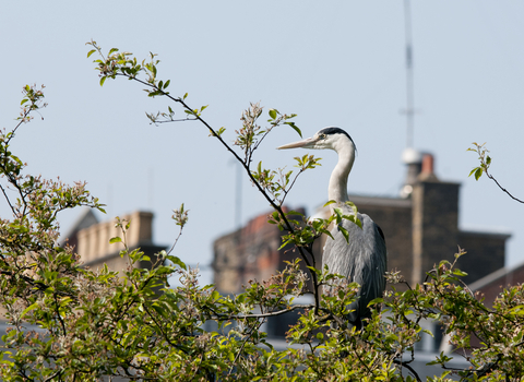 City heron