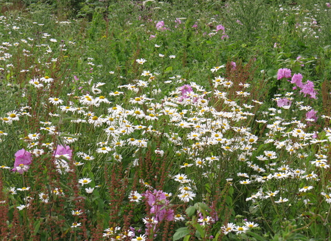 Manor Woods Valley meadow wildflowers