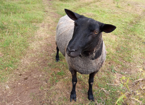 Sheep stood on path