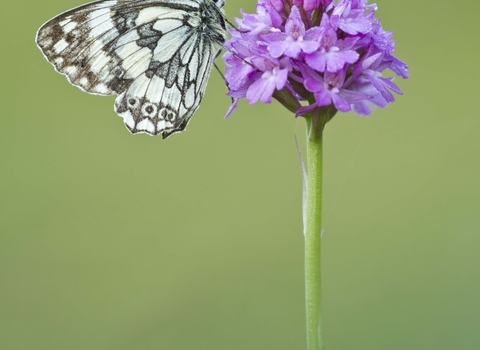 Marbled White on Pyramidal Orchid