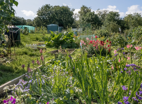 Moorfields Road Allotment plot