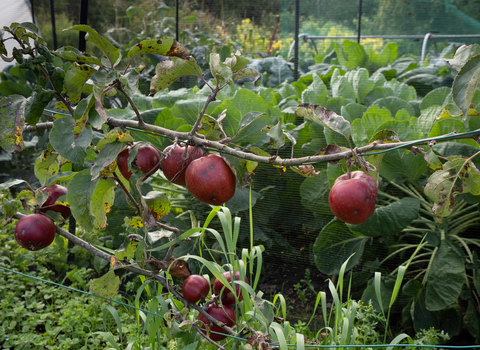 Bath Organic Group garden