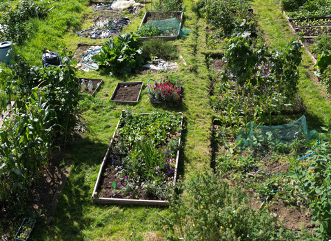 Wildlife friendly allotment plot in Bath