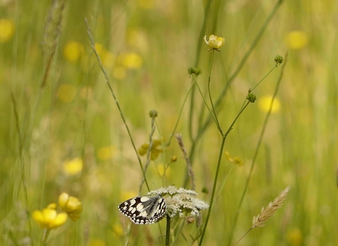 Marbled white butterfly