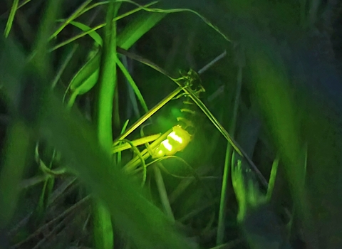 Female glow-worm at Stockwood Open Space, by Andy Parsons
