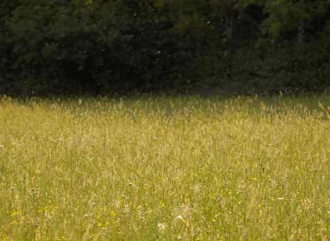 Meadow at Folly Farm