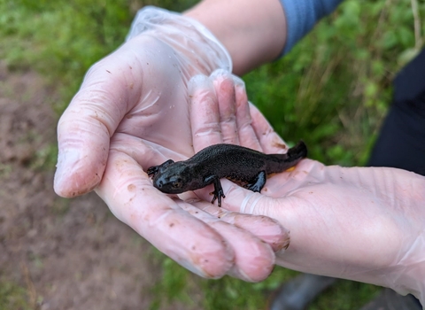 Great Crested Newt, Stockwood Open Space, (c) Rosie Jackson