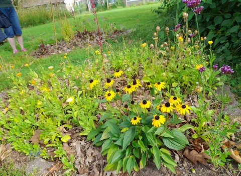 Thornbury Community Permaculture Project no-dig beds flowers