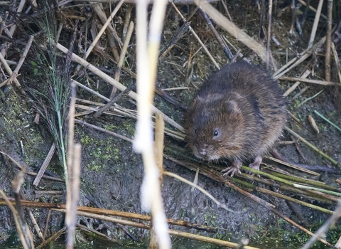 Water vole, Lawrence Weston Moor, (c) Dave Hodson