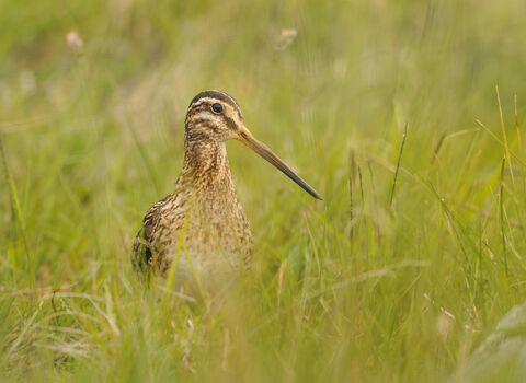 Snipe, Fergus Gill/2020VISION