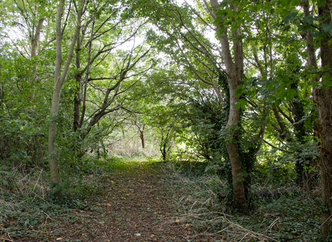 Woodlands Academy outdoors trees