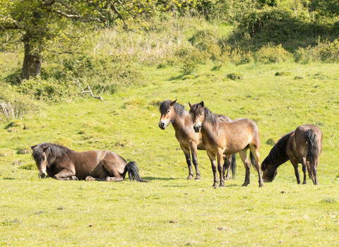 Exmoor ponies at Folly Farm