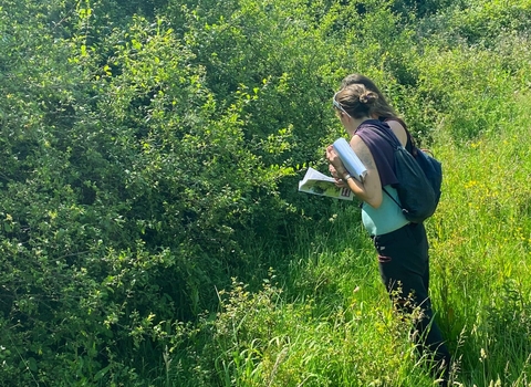 How to Manage Hedgerow for Wildlife 