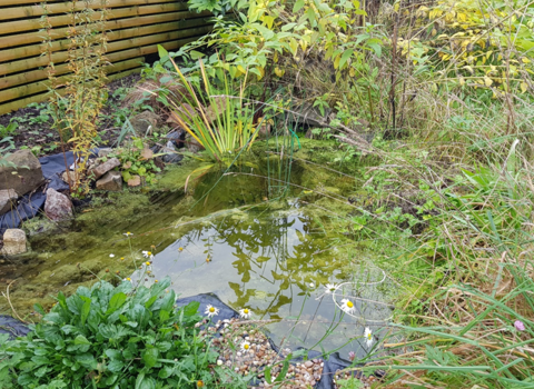 Tussocky grass next to pond