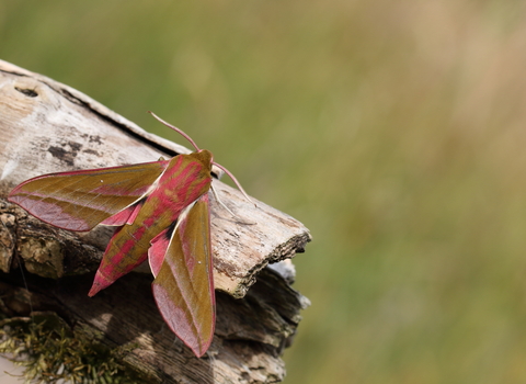 Elephant Hawkmoth (pink colourings) on a log