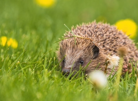 Hedgehog C. TJELLIS