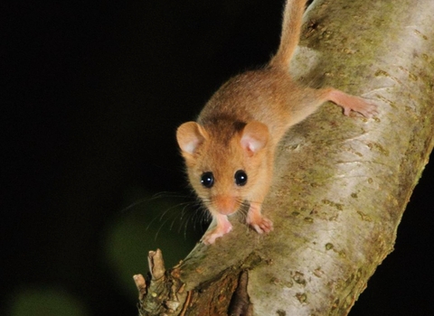 Dormouse on branch