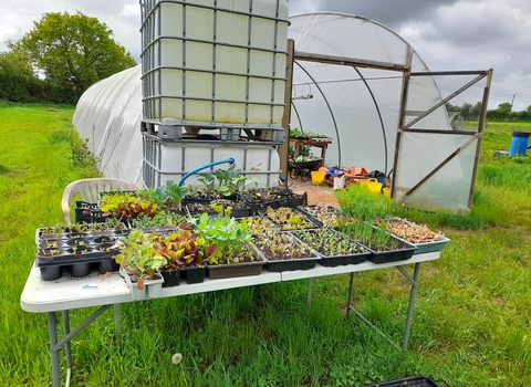 Frome Valley Growing Project polytunnel
