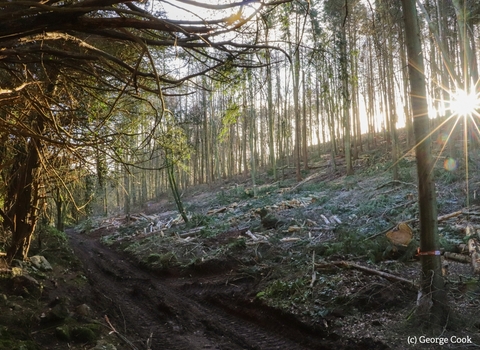 Light shining through the trees at Goblin Combe
