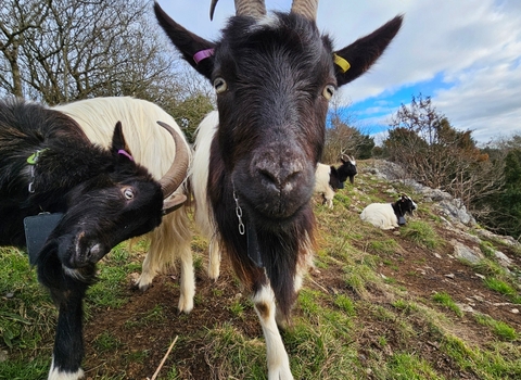 goats at Goblin Combe