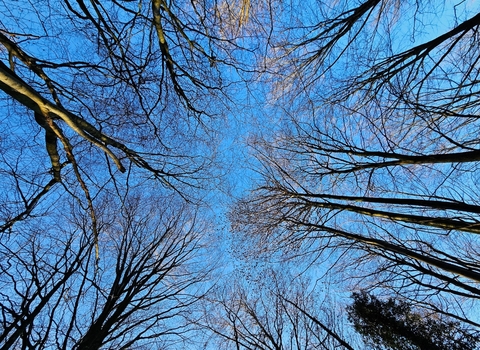 woodland treetops 