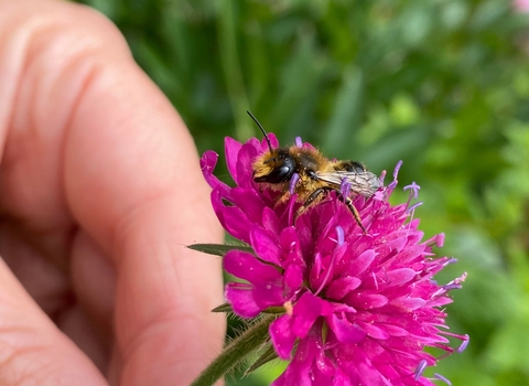 Bee and scabious (c) Alex Dommett