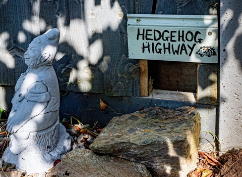 Individual Dorothy Smith Hedgehog Highway