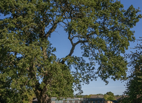 School Stoke Bishop Cedar Tree