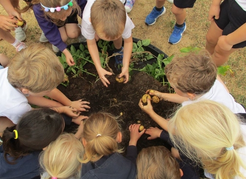 School children harvest potatoes from a small raised bed. 