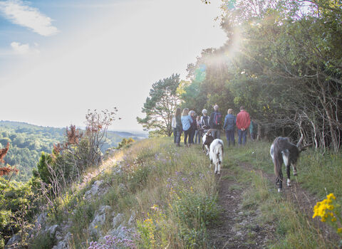 A group of people walking at Goblin Combe, followed by goats