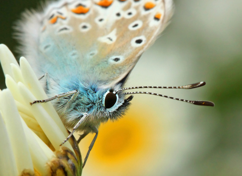 A close up shot of a common blue butterfly