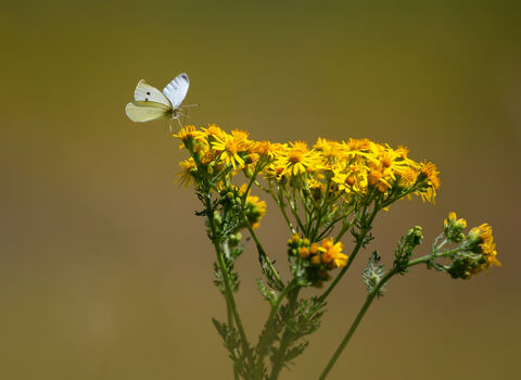 Butterfly sitting on ragwort