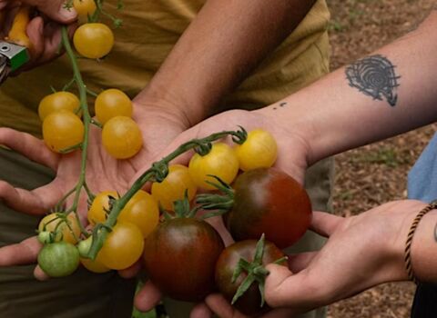 Gardeners holding tomatoes