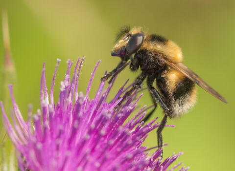 A bumblebee mimic hoverfly on a purple thistle flower. It's a fuzzy black and yellow hoverfly with a white tip to the abdomen, looking just like a bee. It's given away by its large eyes and short antennae