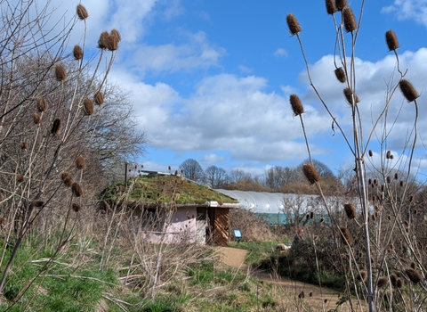 Teasel, roundhouse and polytunnel at Grow Wilder