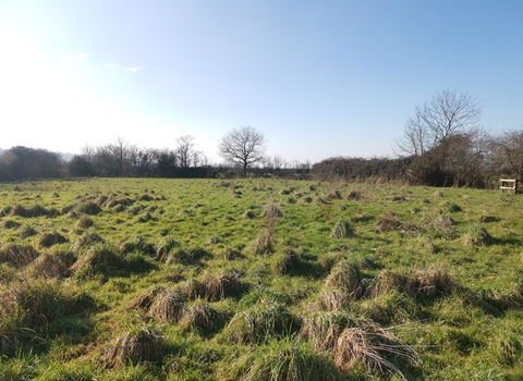 Field at Ebdon Farm