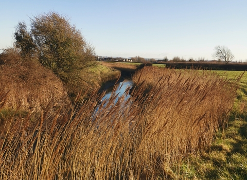 Image from Ebdon Farm showing fields, hedges and rhynes