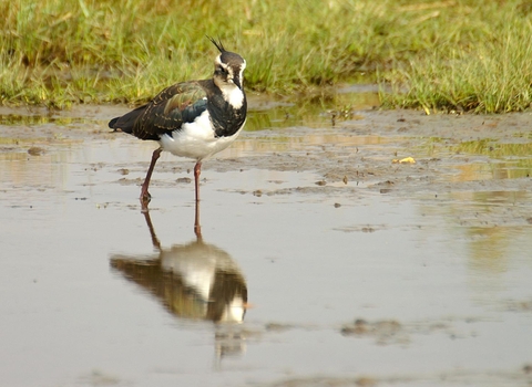 Lapwing walking at edge of scrape