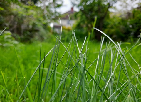 Long grass in a residential garden